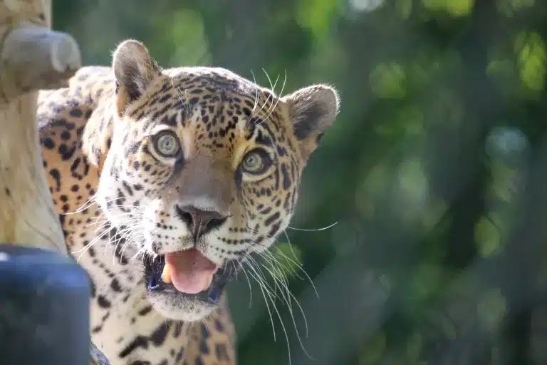 bella-jaguar-close-up-focused-768x512.webp